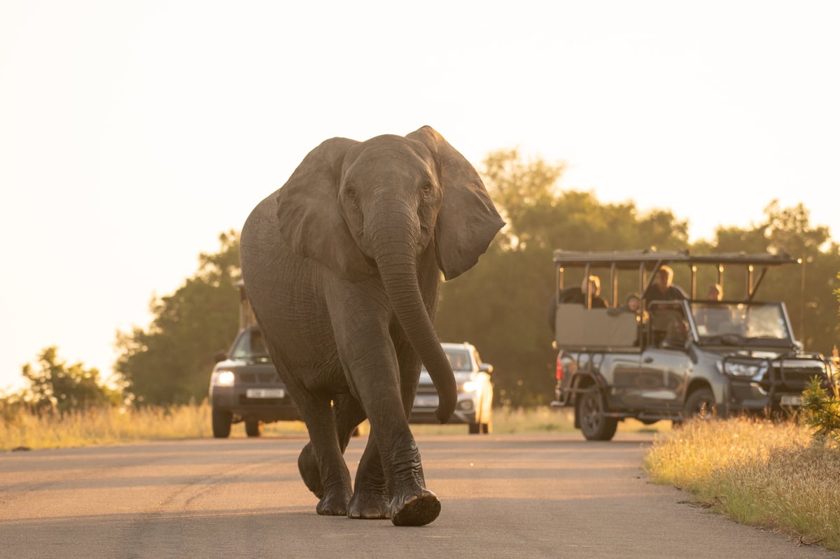 Big 5 safari near Hoedspruit - elephant walking on road in Kruger