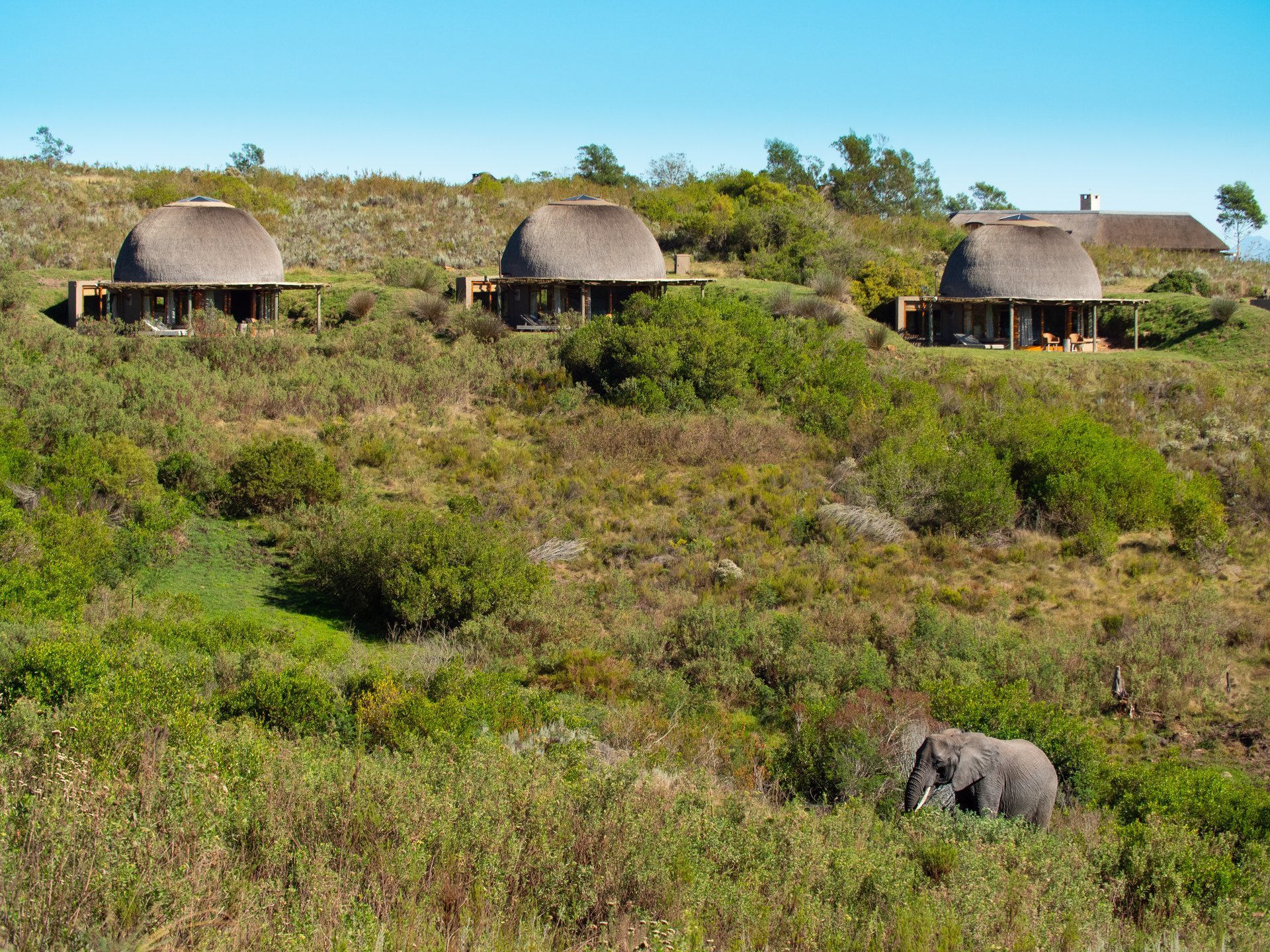 African elephant bull in front of safari lodges