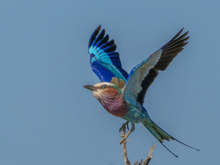 Lilac-breasted Roller taking off against blue sky in Kruger National Park, South Africa