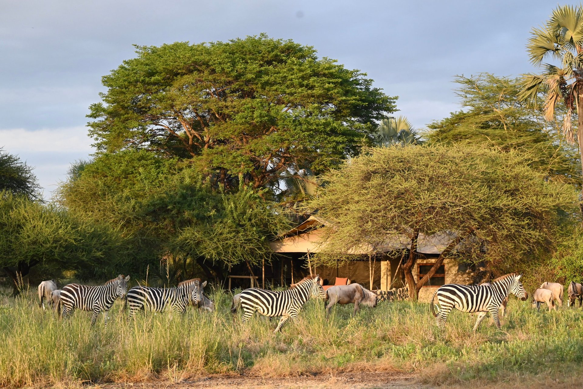 Safari lodge in African bushveld