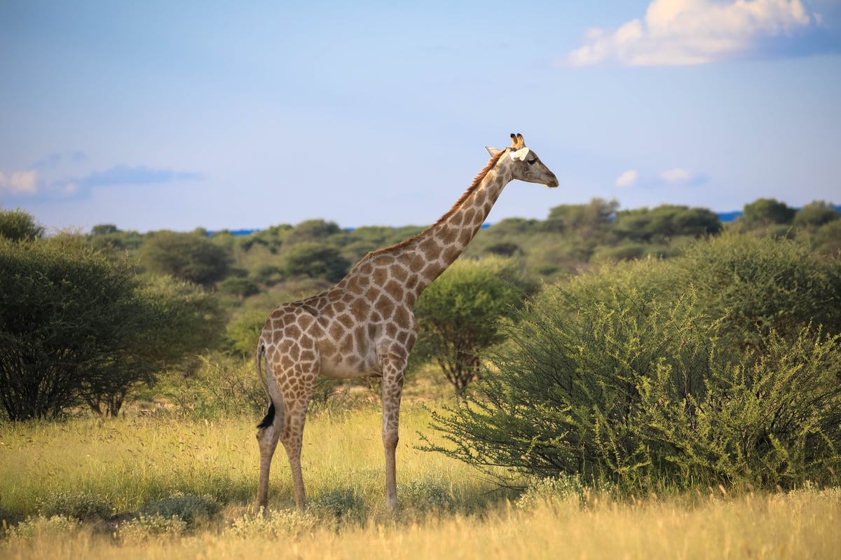 Giraffe in natural habitat - Kruger safari cost guide