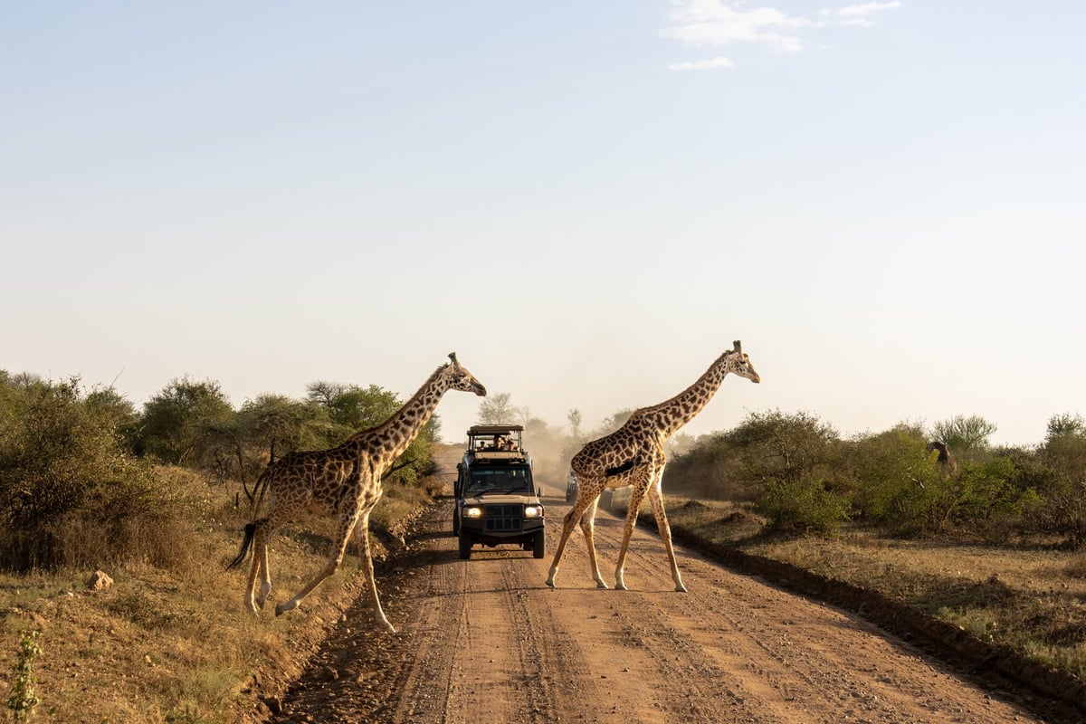 Giraffe walking on savannah plains during a game drive near Kruger National Park
