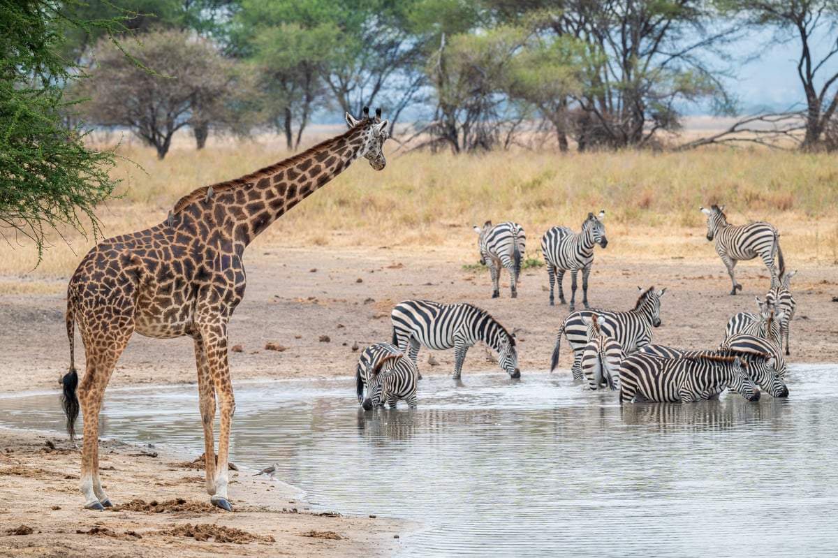 Wildlife at Ngoma Bush Lodge - Zebras and Giraffe at watering hole