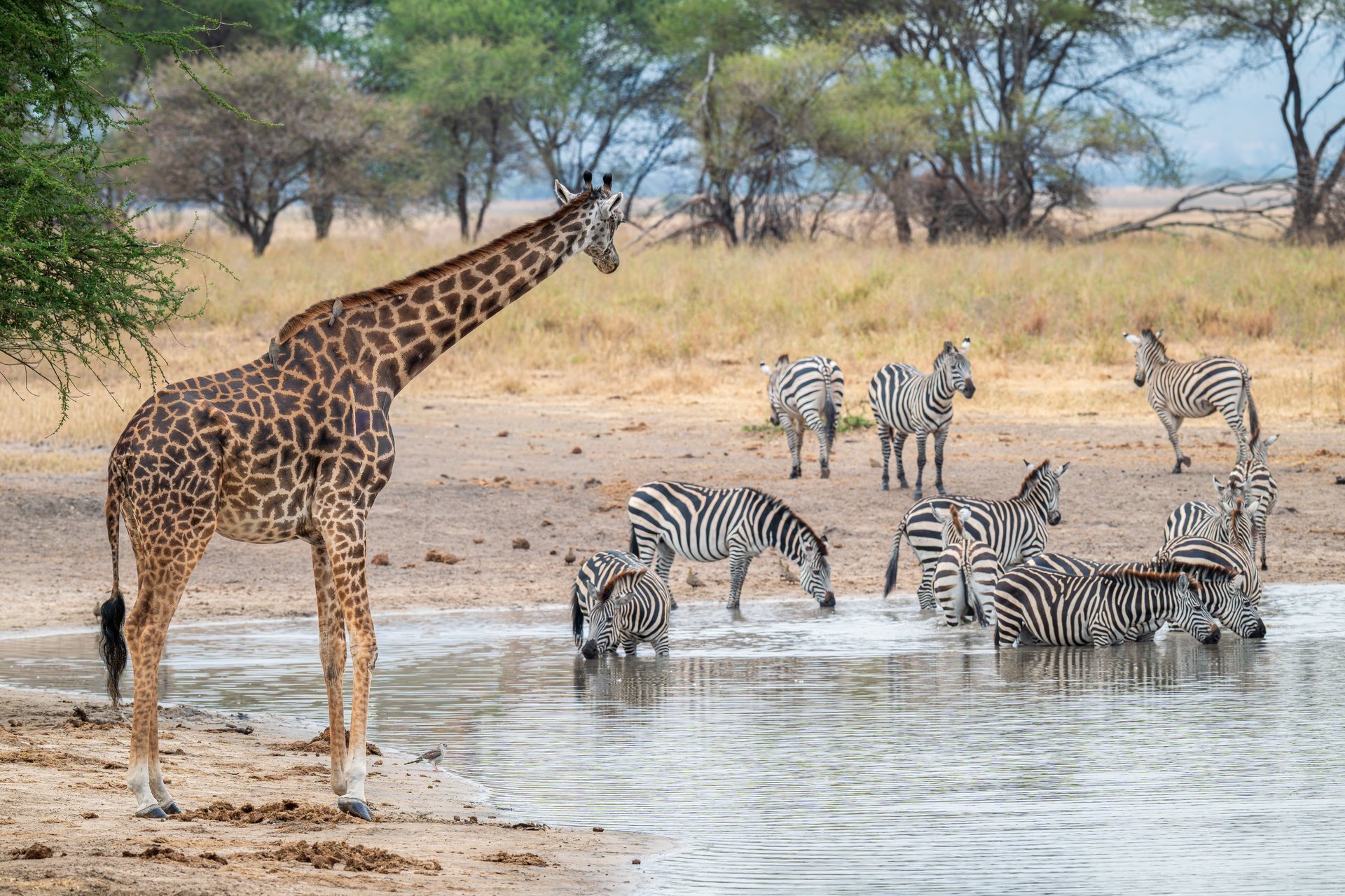 Plains game at a watering hole — giraffe and zebras in an African bushveld setting