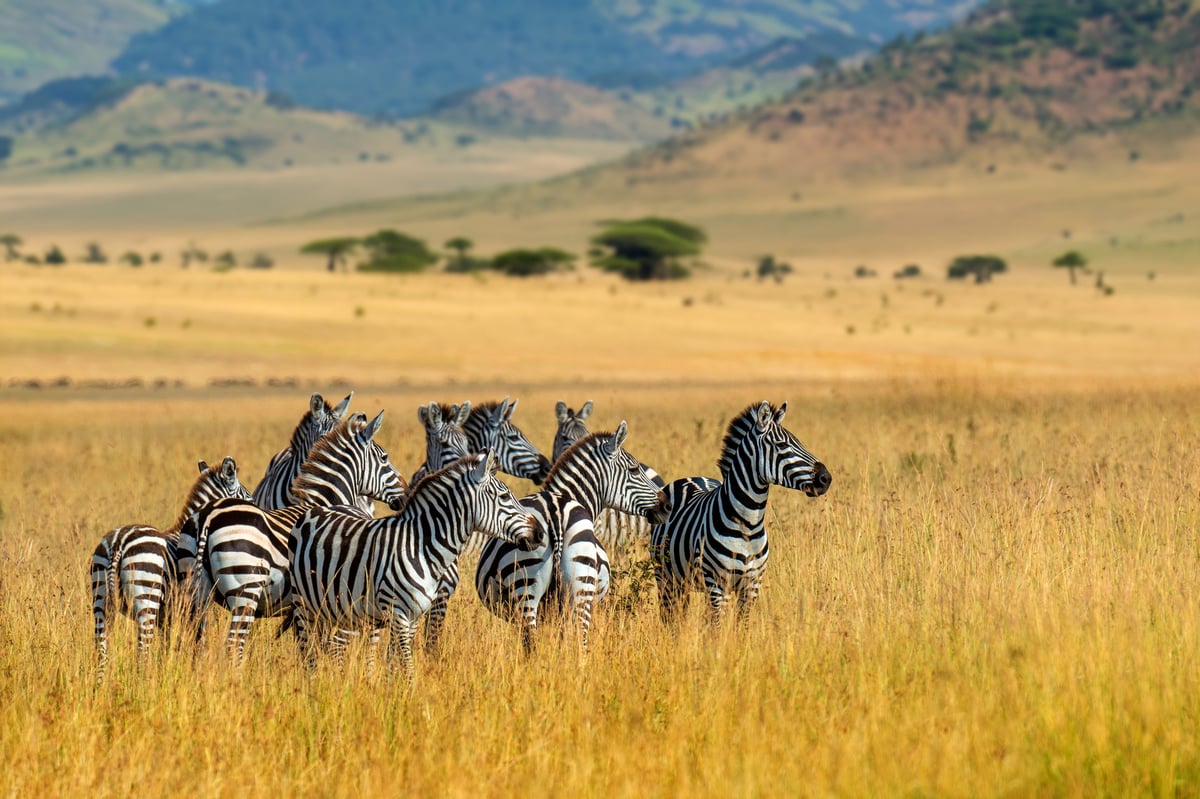 Plains game safari experience at Ngoma Bush Lodge — zebras grazing peacefully under the sun in their natural habitat in Hoedspruit near Kruger National Park