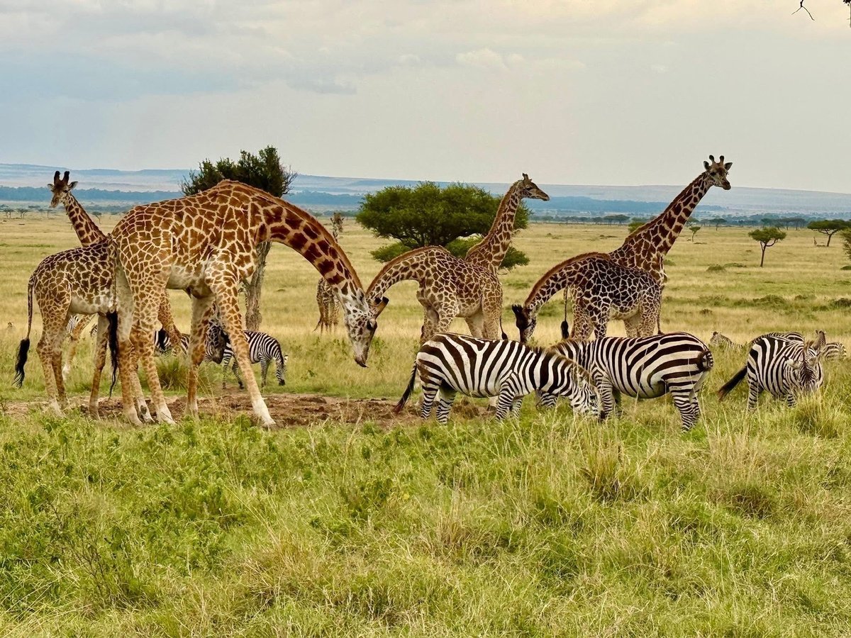 Affordable Kruger safari experience — giraffes and zebras on African plains near Ngoma Bush Lodge in Hoedspruit, Greater Kruger National Park