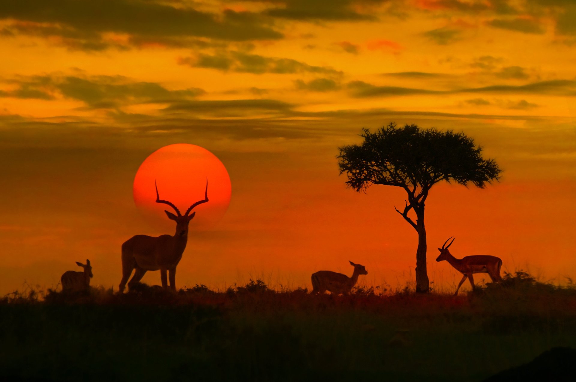 Romantic African safari sunset