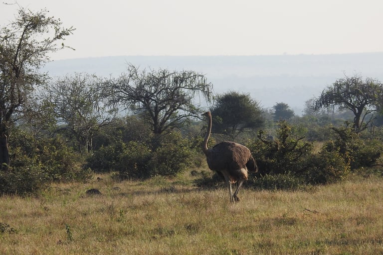 Brown elephant walking through dry savanna grassland with scattered trees and hills in the background