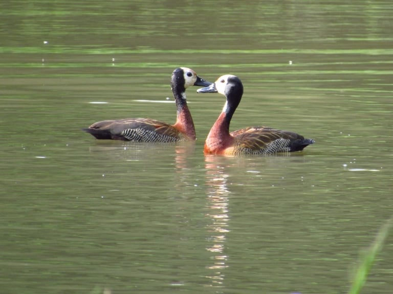 Three grebes with striped plumage swimming in green water, displaying their distinctive crested heads and colorful neck markings