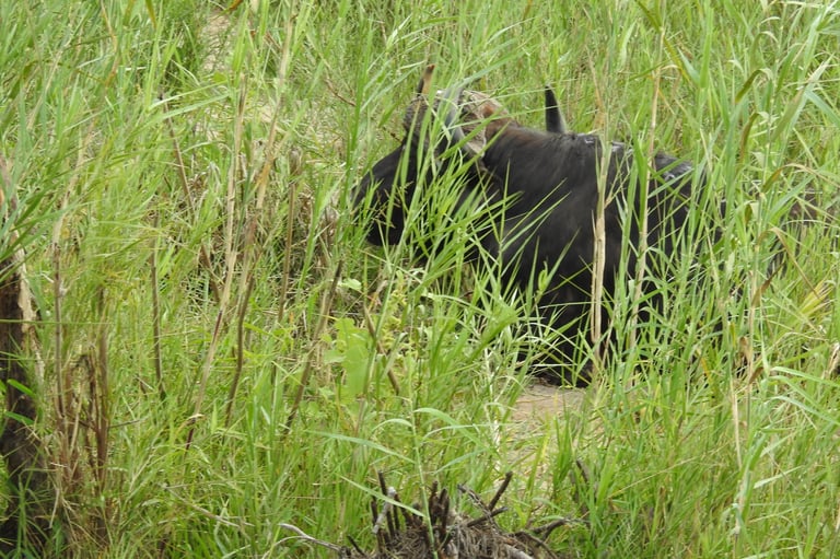 Black bear partially hidden in tall green grass and vegetation in a natural outdoor setting