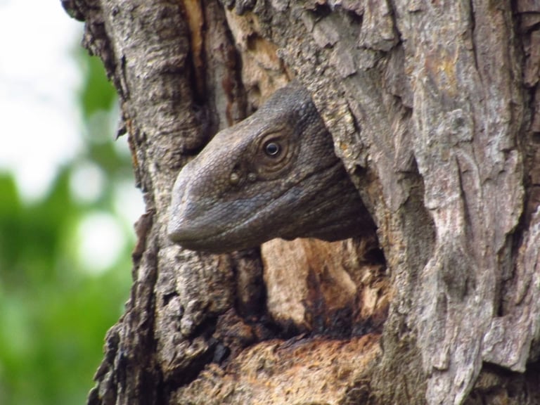 Gray lizard perched on a tree trunk with textured gray bark in natural daylight