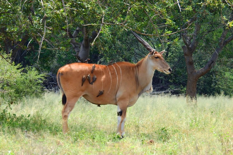 Brown antelope with long curved horns standing in grass with trees in background