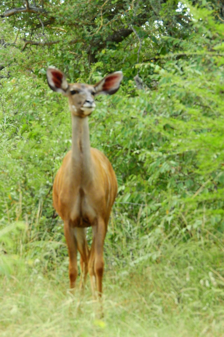 A kudu with large upright ears stands facing the camera in green vegetation and trees
