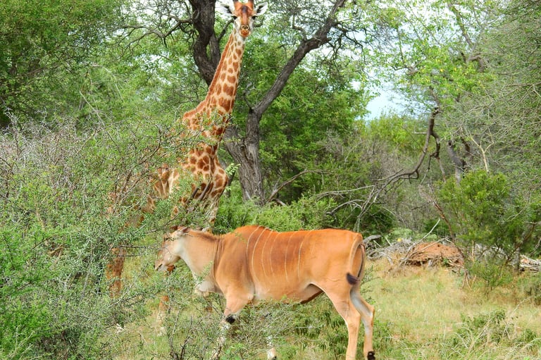 Giraffe standing behind a tawny-colored antelope in an African savanna setting with scattered trees