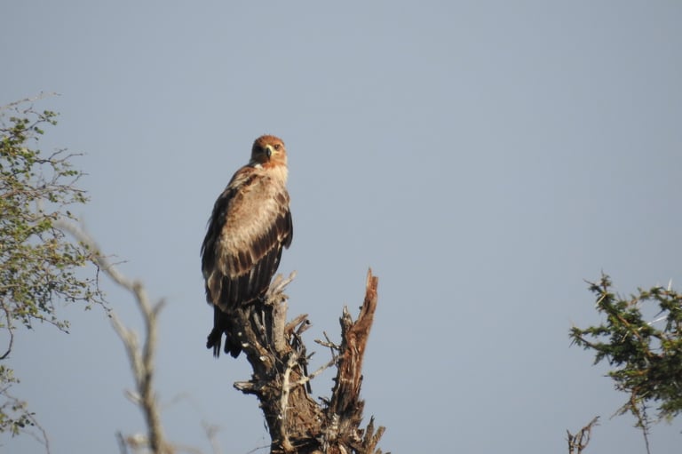 A tawny eagle perched on a dead tree branch against a clear blue sky in an African savanna setting