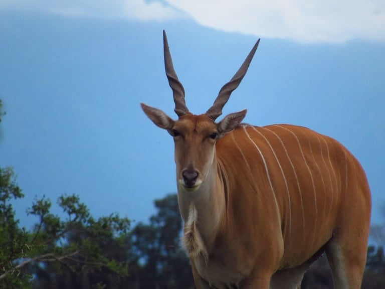 A reddish-brown antelope with long spiral horns stands in a mountainous landscape with trees and blue sky in the background.