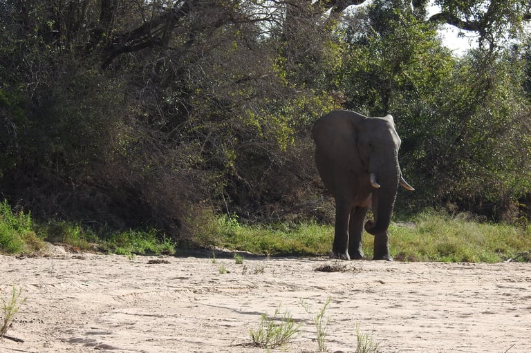 African elephant standing on sandy ground with green trees and vegetation in the background