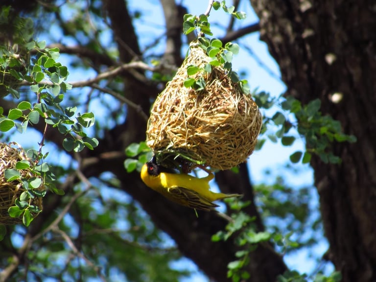 Yellow weaver bird entering woven nest hanging from tree branch with green leaves