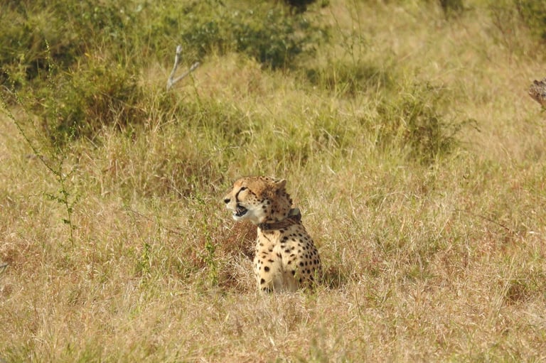 A cheetah sitting in dry grassland, looking to the side