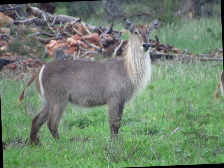 A brown antelope standing in a grassy field with fallen branches behind it