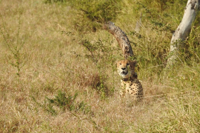 Cheetah walking through dry grass and sparse vegetation in a natural savanna setting