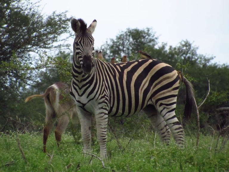 A zebra standing in grassland with green trees in the background, looking toward the camera