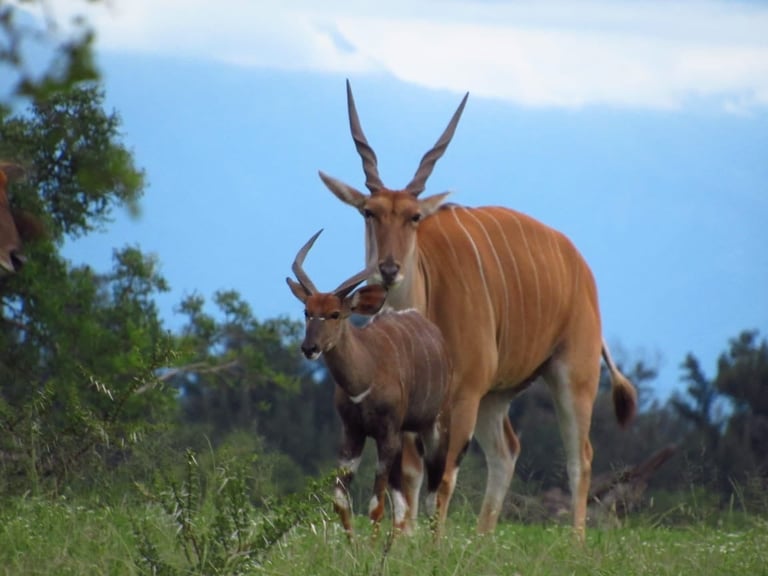 Two eland antelopes with long spiral horns standing in grassy savanna landscape with trees and blue sky