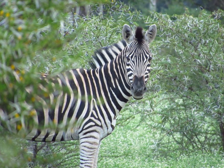 Zebra standing among green foliage, looking directly at camera with distinct black and white striped coat