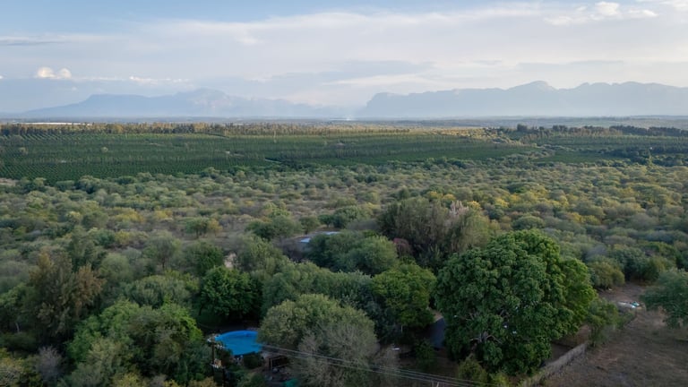 Aerial view of a green agricultural landscape with olive groves, a blue pool structure, distant mountains, and scattered vegetation under a partly cloudy sky