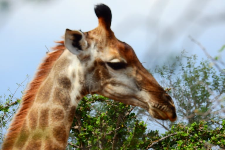 A giraffes head and neck in profile, feeding on green tree leaves against a blue sky