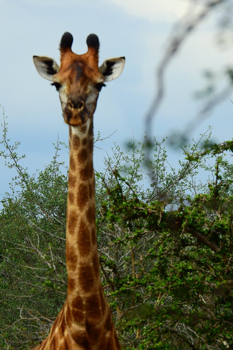 A giraffes head and long neck extended upward, surrounded by green foliage against a blue sky