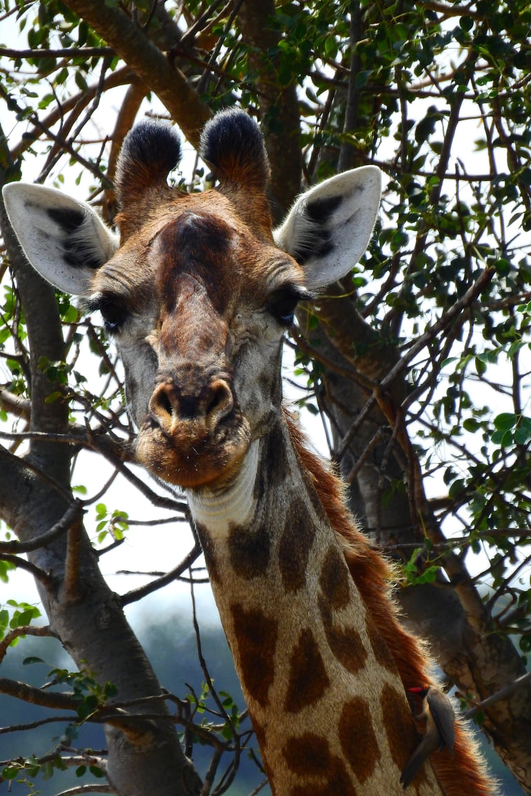 Close-up of a giraffes head looking directly at camera while eating leaves from a tree branch