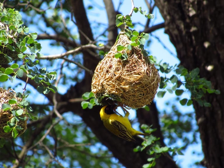 Yellow weaver bird hanging from woven nest suspended on tree branch with green foliage