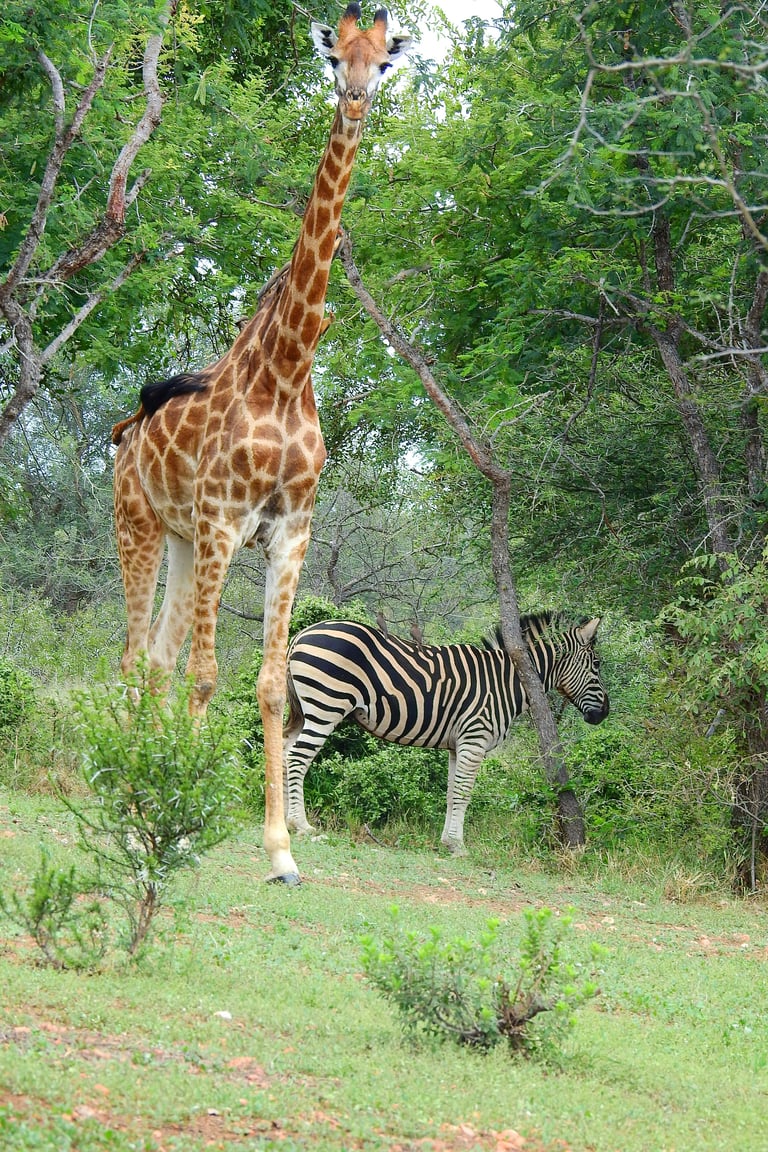 Giraffe standing beside a zebra in an African savanna surrounded by green trees and grass