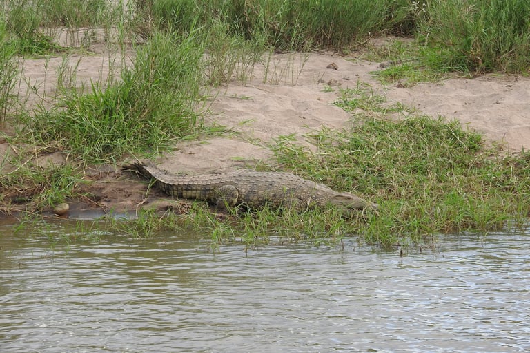 Crocodile resting on sandy bank near shallow water with green grass and vegetation surrounding it