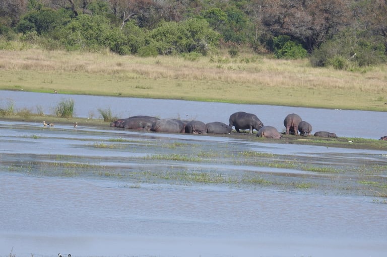 Group of hippopotamuses wading and bathing in a shallow river with grassy banks and trees in the background
