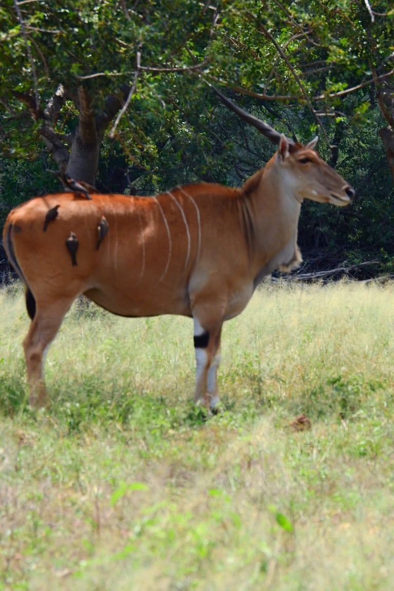 Brown antelope with white stripes standing in grassland facing right, trees in background