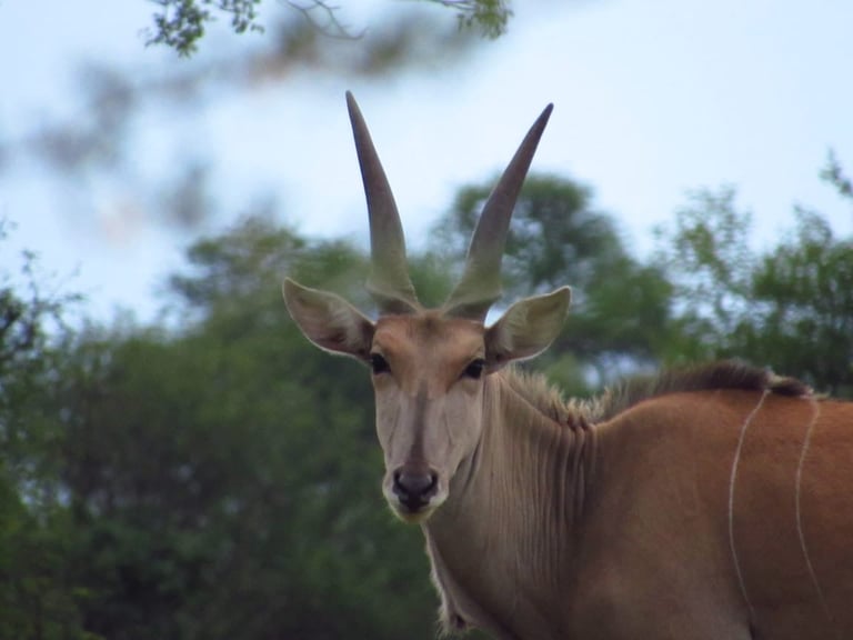 Close-up portrait of an antelope with long, straight horns and a tan-colored coat, green foliage blurred in the background