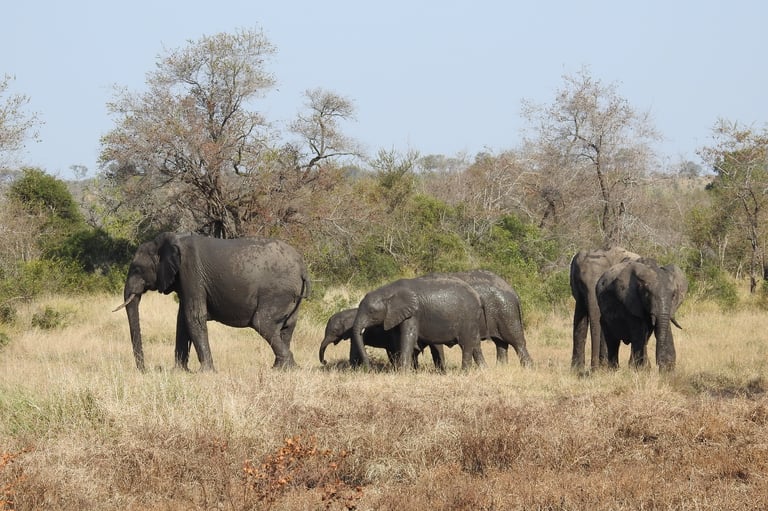 Herd of African elephants walking through dry grassland with scattered trees under clear blue sky