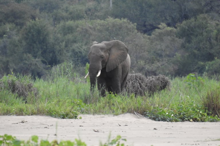African elephant walking through sandy riverbed with lush green vegetation and trees in background