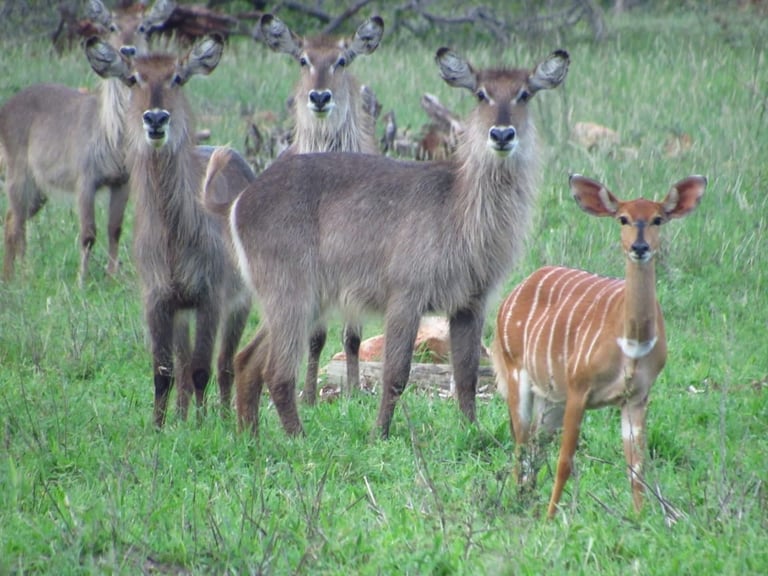 Group of antelopes with curved horns standing in grassland, including adults and a young striped antelope on the right