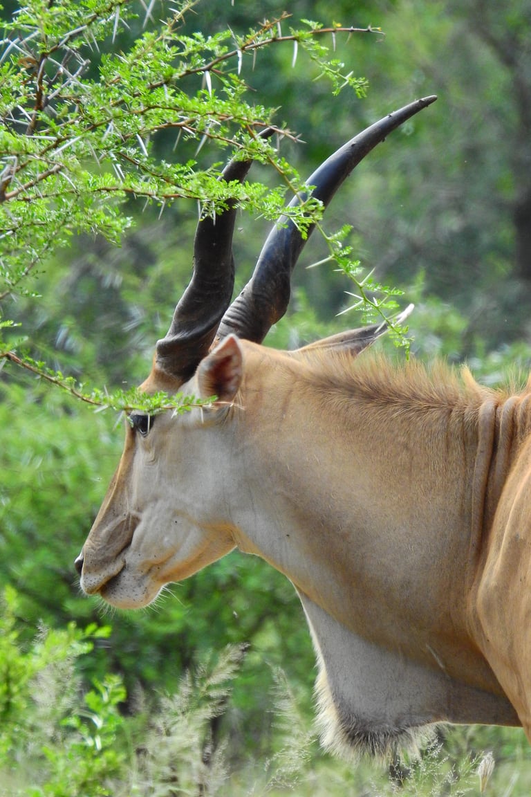 Eland antelope with long black horns reaching up to eat green foliage from a tree branch