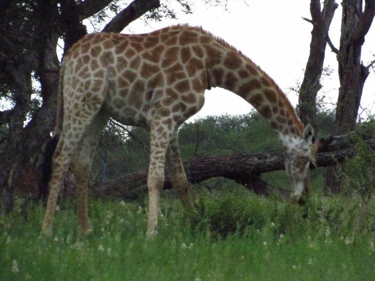 Giraffe with spotted coat bending down to graze under acacia trees in savanna grassland