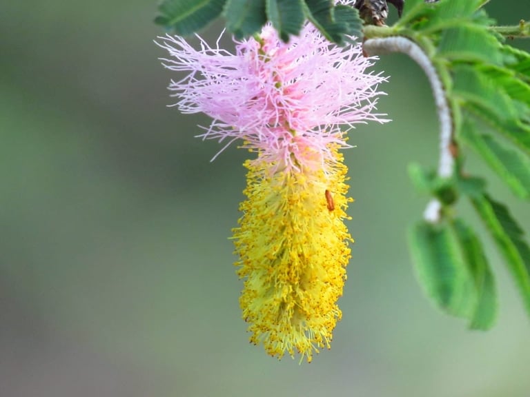 Pink and yellow bottlebrush flower bud hanging from green fern-like foliage