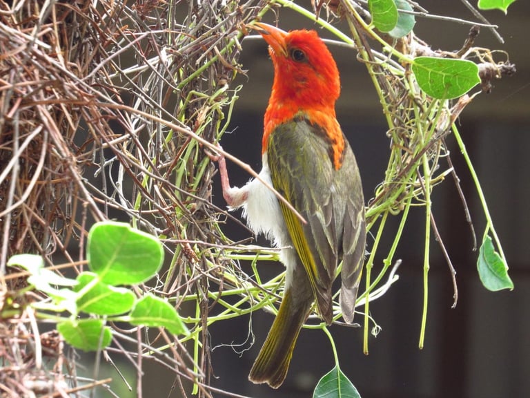 Colorful red-headed bird perched among woven grasses and green foliage against a dark background