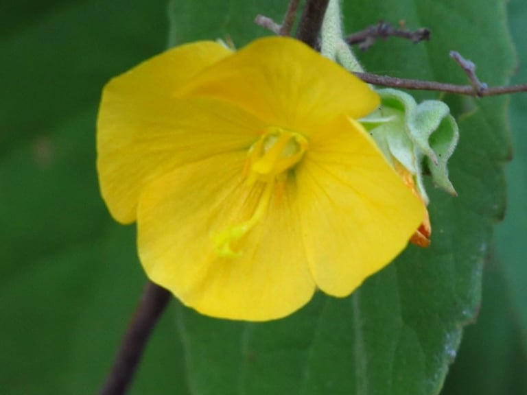 Bright yellow flower with delicate petals and visible stamens, surrounded by green foliage and a small bud nearby
