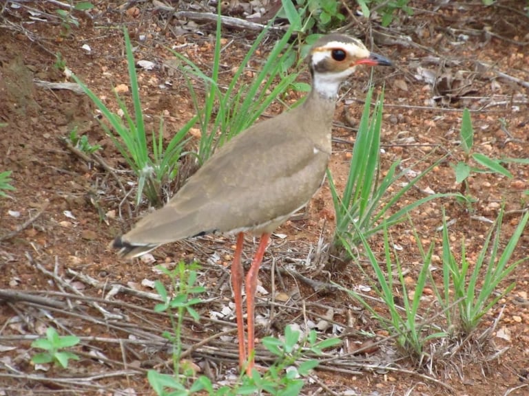 A brown and cream-colored bird with red legs standing among green grass shoots on rocky ground