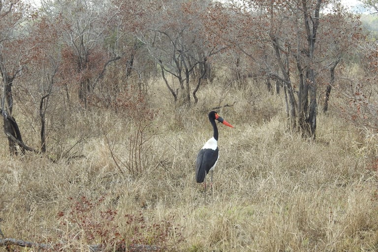 A crowned crane stands in a dry, grassy field surrounded by sparse trees and brush