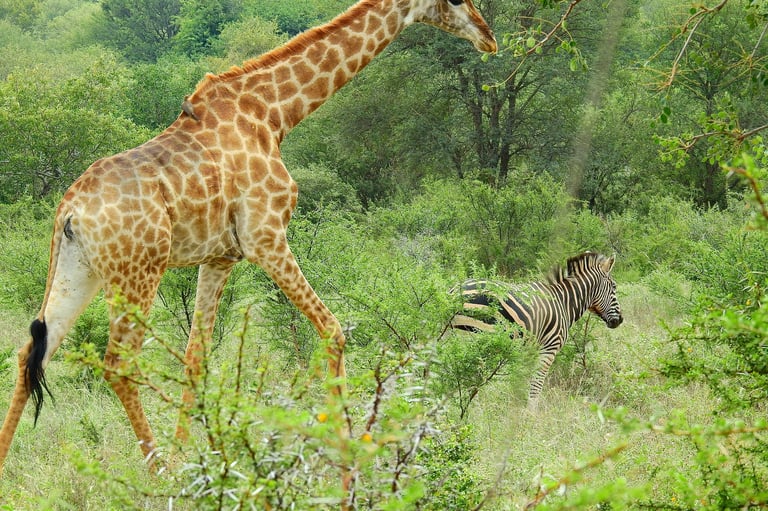 Giraffe and zebra grazing together in a lush green savanna landscape with trees