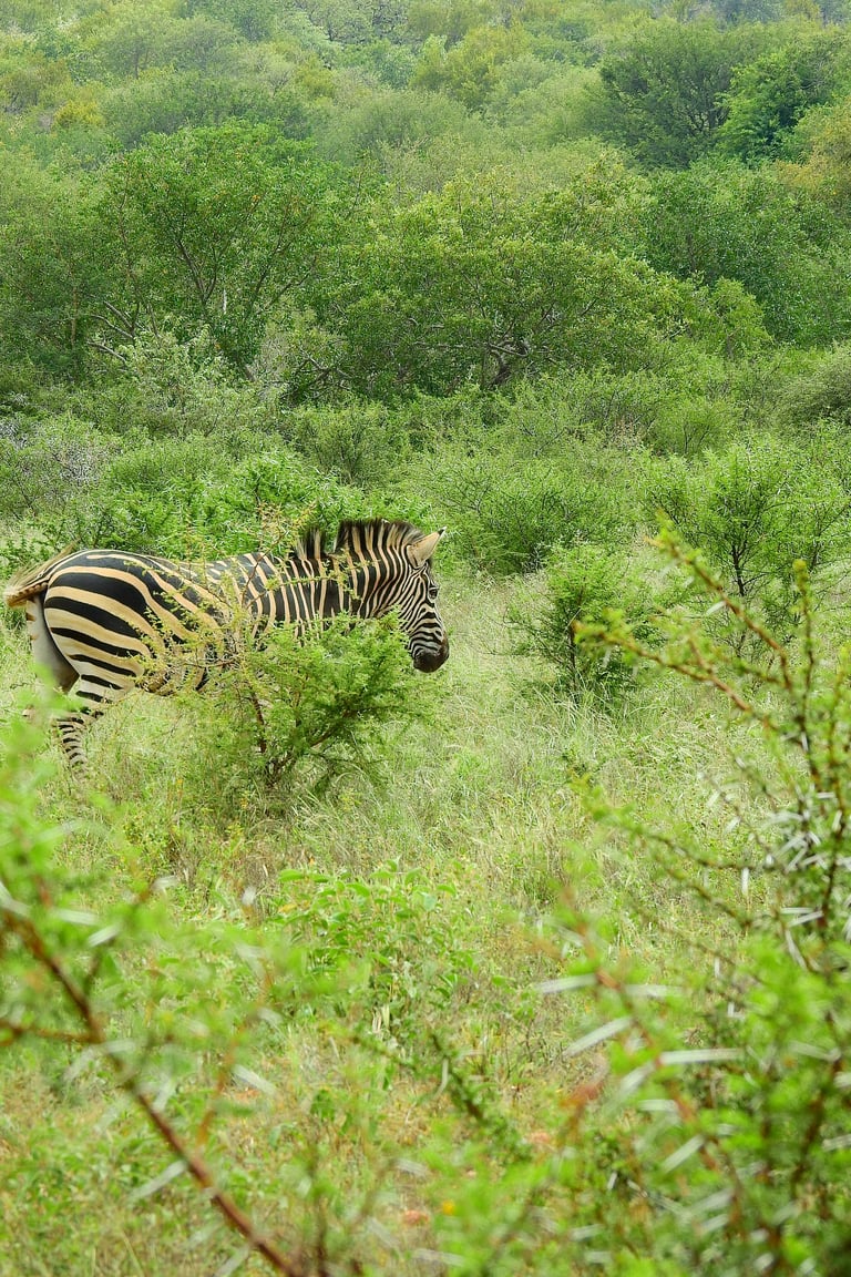 Zebra standing in grassland with green bush vegetation and trees in background